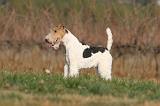 FOX TERRIER 472